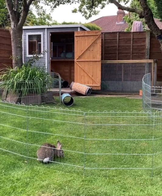 Outdoor Rabbit Housing